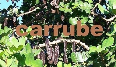 Carrube